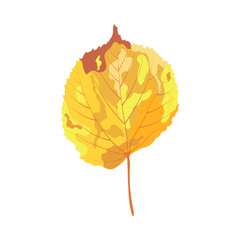 Autumn Linden Leaf