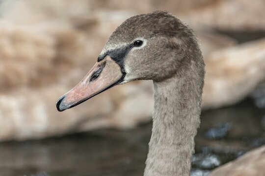 Close up portrait of a young grey coloured mute swan with pink beak and wet feathers. 