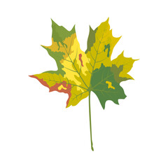 Autumn Maple Leaf
