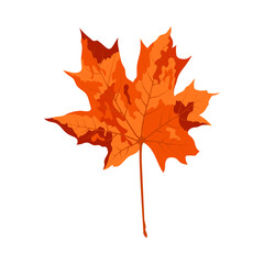 Autumn Maple Leaf