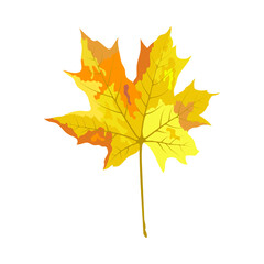 Autumn Maple Leaf