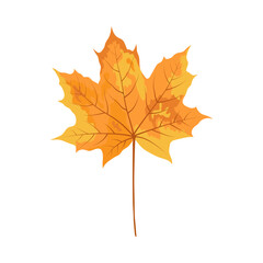 Autumn Maple Leaf