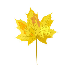 Autumn Maple Leaf
