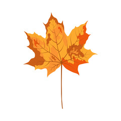 Autumn Maple Leaf