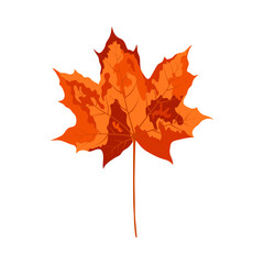 Autumn Maple Leaf