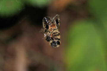 honey bee photo in natural pumpkin flower