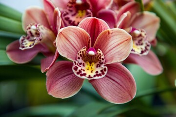 Closeup shot of a boat orchid