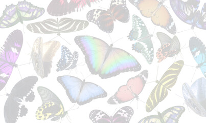 Butterfly collage background - different types colours and sizes of butterflies arranged randomly and faded to create a background ideal for holistic spiritual nature themes
