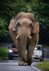Fototapeta na wymiar Wild Asia elephant walking on road that cross into National Park of Thailand.