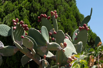 Prickly pears grown on cactus