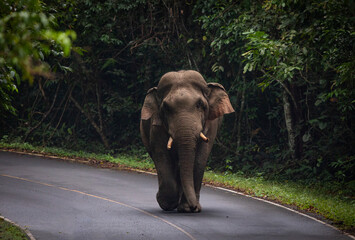 Obraz premium Wild Asia elephant walking on road that cross into National Park of Thailand.