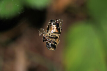honey bee photo in natural pumpkin flower