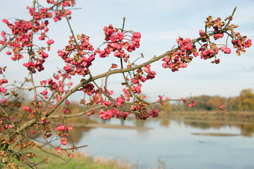 tree with pink flowers and a sea in the background