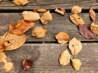 Autumn atmosphere - autumn photos - fallen leaves on a wooden surface - vibe of autumn
