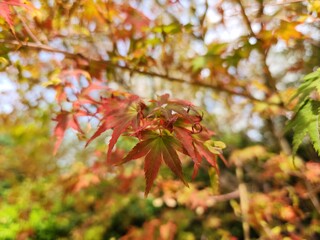 red autumn maple leaves - autumn atmosphere - autumn photos