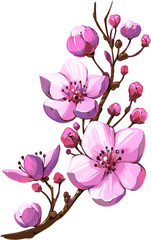Cherry blossom, sakura illustration