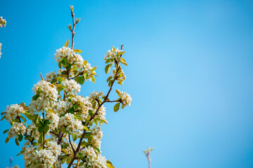 White flowers bloom in the trees. Spring landscape with blooming sakura tree. Beautiful blooming garden on a sunny day. Copy space for text.