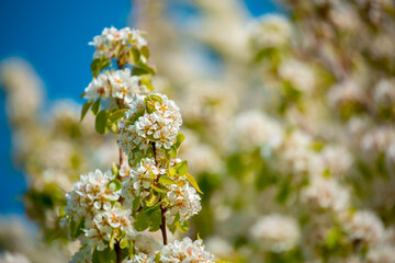 White flowers bloom in the trees. Spring landscape with blooming sakura tree. Beautiful blooming garden on a sunny day. Copy space for text.