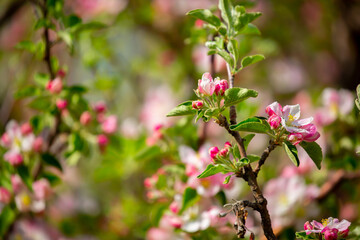 Spring blooming sakura trees. Pink flowers Sakura Spring landscape with blooming pink tree. Beautiful sakura garden on a sunny day.Beautiful concept of romance and love with delicate flowers.