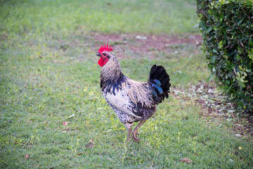 Rooster outdoor in the green farm