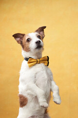  Jack Russell Terrier on a yellow background in the bow tie. A happy and charming dog. Pet in the studio.