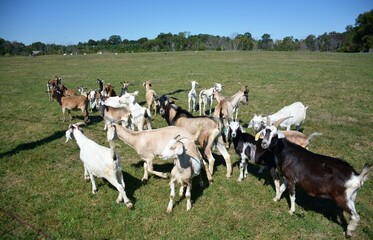 Goats out grazing