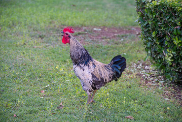 Rooster outdoor in the green farm
