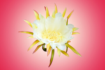 Dragon fruit flower in bloom isolated on pink background with clipping path