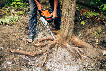 Removing stump with large roots with chainsaw. Selective focus. Seasonal garden work. Care of plant...