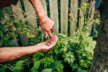 Closeup man collecting poppy seeds from bush. Seasonal garden work, care of plant in greenhouse....