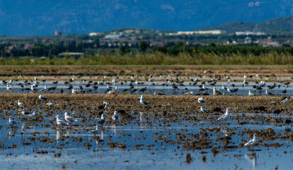 Oiseaux dans les rizières du delta de l'Èbre en Espagne