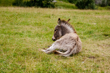 Young gray donkey rolls and twirls on the green meadow of the Italian Alps