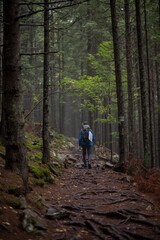 Fototapeta premium Hiker with trekking poles walking though the beautiful magic mountain forest full of roots. Adventure and activity concept.. Tourism and holiday background