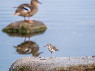 Common sandpiper, Actitis hypoleucos, resting lake shore under raindrops.