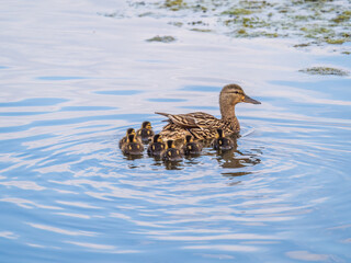 A family of ducks, a duck and its little ducklings are swimming in the water. The duck takes care of its newborn ducklings. Mallard, lat. Anas platyrhynchos