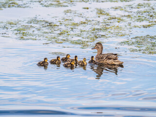 A family of ducks, a duck and its little ducklings are swimming in the water. The duck takes care of its newborn ducklings. Mallard, lat. Anas platyrhynchos