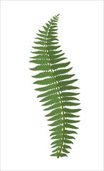 A beautiful fern leaf. Illustration in vintage retro style. Vector.
