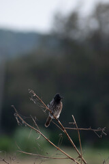 sparrow sitting on a branch