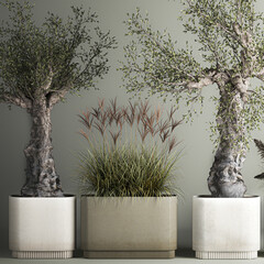 Decorative Old Olive Trees In Concrete Pots