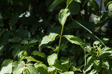 Pflanzen im Garten vor dunklem Hintergrund