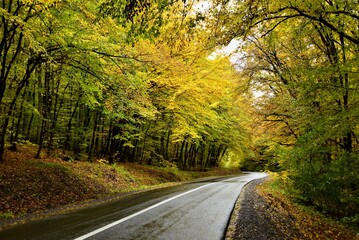 Road in autumn Carpathian forest
