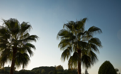 Palm trees over the blue sky.