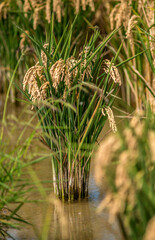 Plant de riz dans le delta de l'Èbre à Deltebre, Tarragone, Espagne
