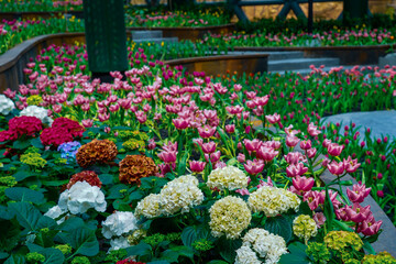 hydrangea flower blooming in a closed garden and the weather is cool.
