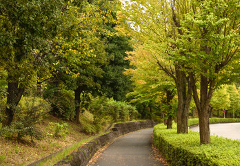 秋の歩道