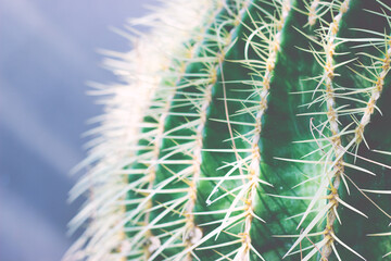 Cactus texture close up