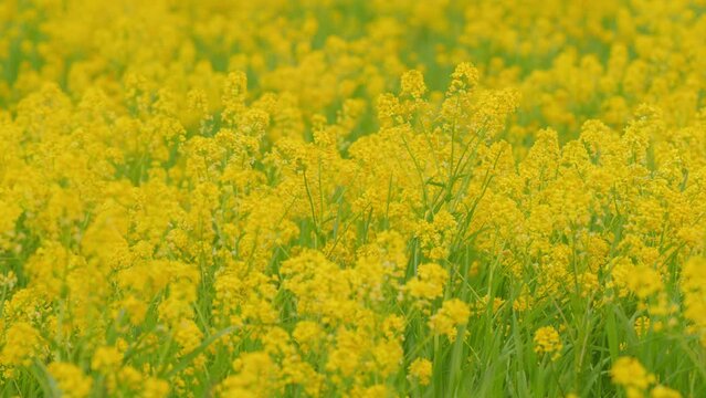 Rapeseed or canola field. Rapeseed cultivation. Rape on the field in sring. Close up.