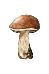 Boletus with a brown hat. Edible forest mushroom. Watercolor hand drawn painting illustration isolated on white background.