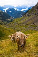 Fototapeta na wymiar Cows in the Valley of Chisagues in the Pineta sector of the Spanish Pyrenees