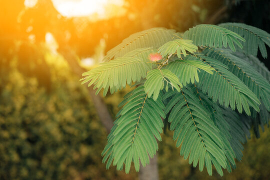 Close up with the foliage of Albizia. Plume Albizia. Persian silk tree